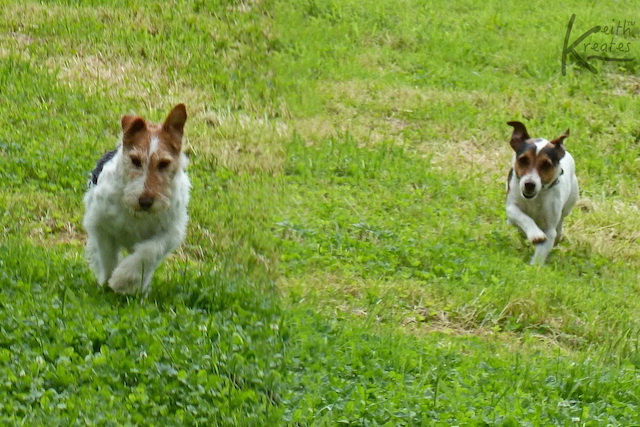 Two dogs running