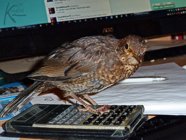 Bird on a calculator