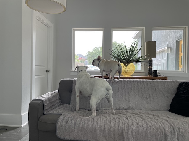 Twiggy and Lucy barking
