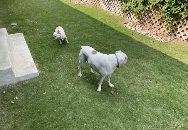 Twiggy and Lucy