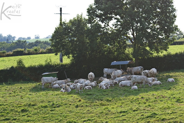 photo of cows